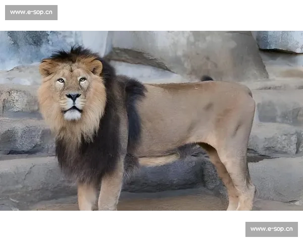 亚洲雄狮能否在2026世界杯搅局，强队名单或有惊喜！