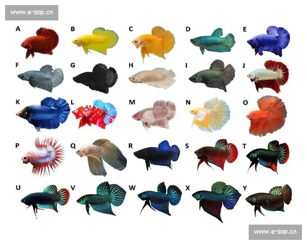 探索五彩斑斓的斗鱼世界揭开它们优雅外表下的生命秘密 探索五彩斑斓的斗鱼世界揭开它们优雅外表下的生命秘密